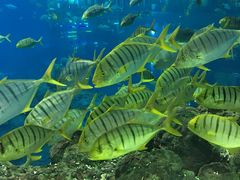 -成都浩海立方海洋公园