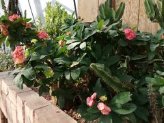 -北京植物园-展览温室