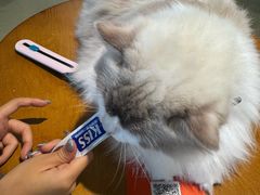 -藏猫猫咖啡主题馆(中央大道店)