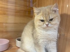 -猫十亿·布偶金渐层·曼基康矮脚猫舍(青年路店)