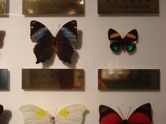 蝴蝶标本-上海昆虫博物馆