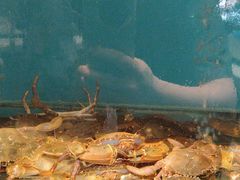 -赶海部落海鲜城(海阳路店)