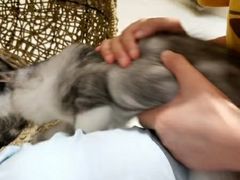 小可爱-飞行喵MR PILOT|猫舍·猫咖(静安大融城店)