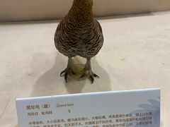 -宁波杭州湾国家湿地公园