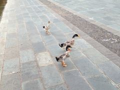-东部华侨城