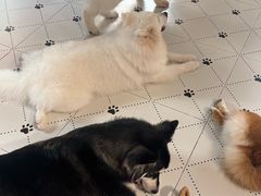 -毛绒耶耶撸宠馆·猫咖·狗咖·荷兰猪咖