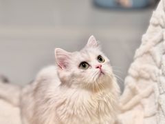 -Bastet sally猫舍购宠(静安店)