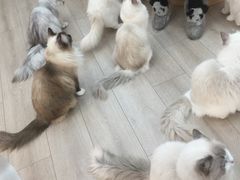 -瞄一喵猫咖(格力海岸店)