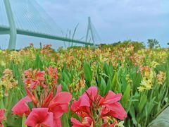 -芒洲湿地公园