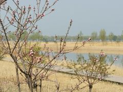 -野鸭湖国家湿地公园