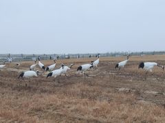 -盐城丹顶鹤湿地生态旅游区