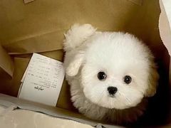 -萌宠之家·腊肠犬·马尔泰·小体犬舍