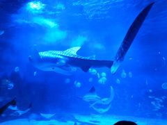 -烟台海昌鲸鲨海洋公园
