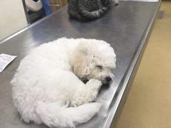 -康乐宝动物医院