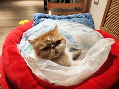 -有猫主题·治愈系猫咖(曾厝垵店)