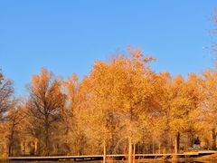 -金塔沙漠胡杨林景区