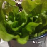 其他的菜品看都美味无敌