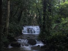 -莫里热带雨林景区