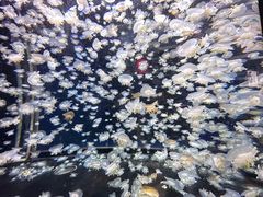 -太平洋海底世界