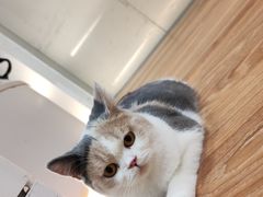 -COLOR PETS 撸猫馆·购猫·猫咖(长风大悦城店)