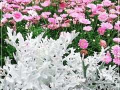 -厦门园林博览苑