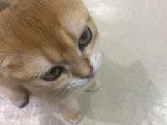 -藏猫猫咖啡主题馆(中央大道店)