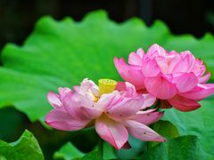 -陈家山荷花公园