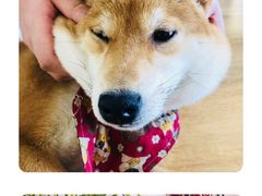 -柴犬小屋·柴餐厅·狗咖食堂(金鼎广场店)