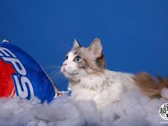 -超宠爱宠物摄影-Super pet