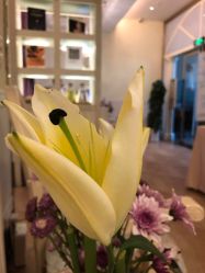 -YESIDO椰岛美容