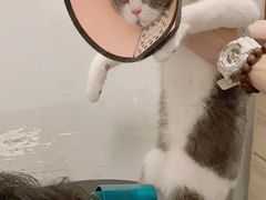 -袖虎·猫馆(体育西路店)