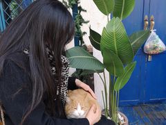 -Sirena海妖日咖夜酒