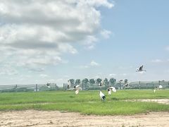 -盐城丹顶鹤湿地生态旅游区