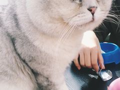 -猫小院猫主题咖啡厅(北锣店)