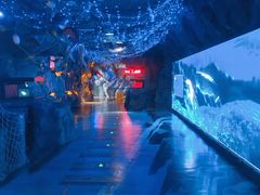 -芜湖新华联大白鲸海洋公园