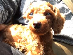 -HONGA HONGA雄家(曹路店)