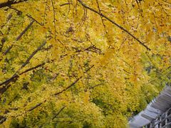 -三里屯东五街银杏大道