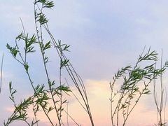 -合肥滨湖国家森林公园