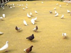 iphone_upload_pic-松山湖梦幻百花洲