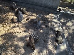 -西霞口神雕山野生动物世界