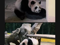 -杭州野生动物世界