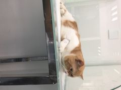 iphone_upload_pic-佳怡动物医院·平价24小时·猫专科骨外科