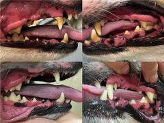 -帕帕拉兹宠物(亚洲旗舰店)