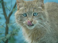 -青藏高原野生动物园