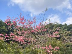 -云溪植物园