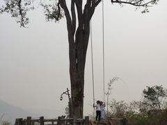 -大树秋千