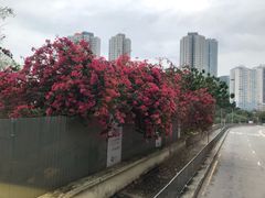 -九龙公园