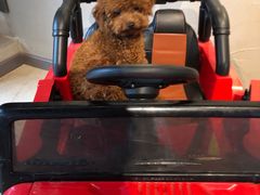 -百好乐宠物友好餐厅(朝外大街店)