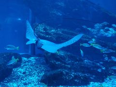 -海合安武汉极地海洋公园