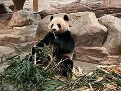 -昆明动物园